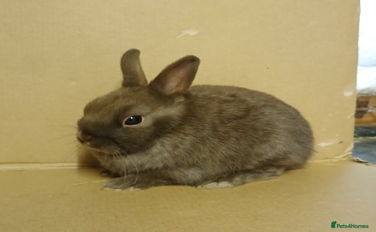Netherland Dwarf rabbits - Advert 1
