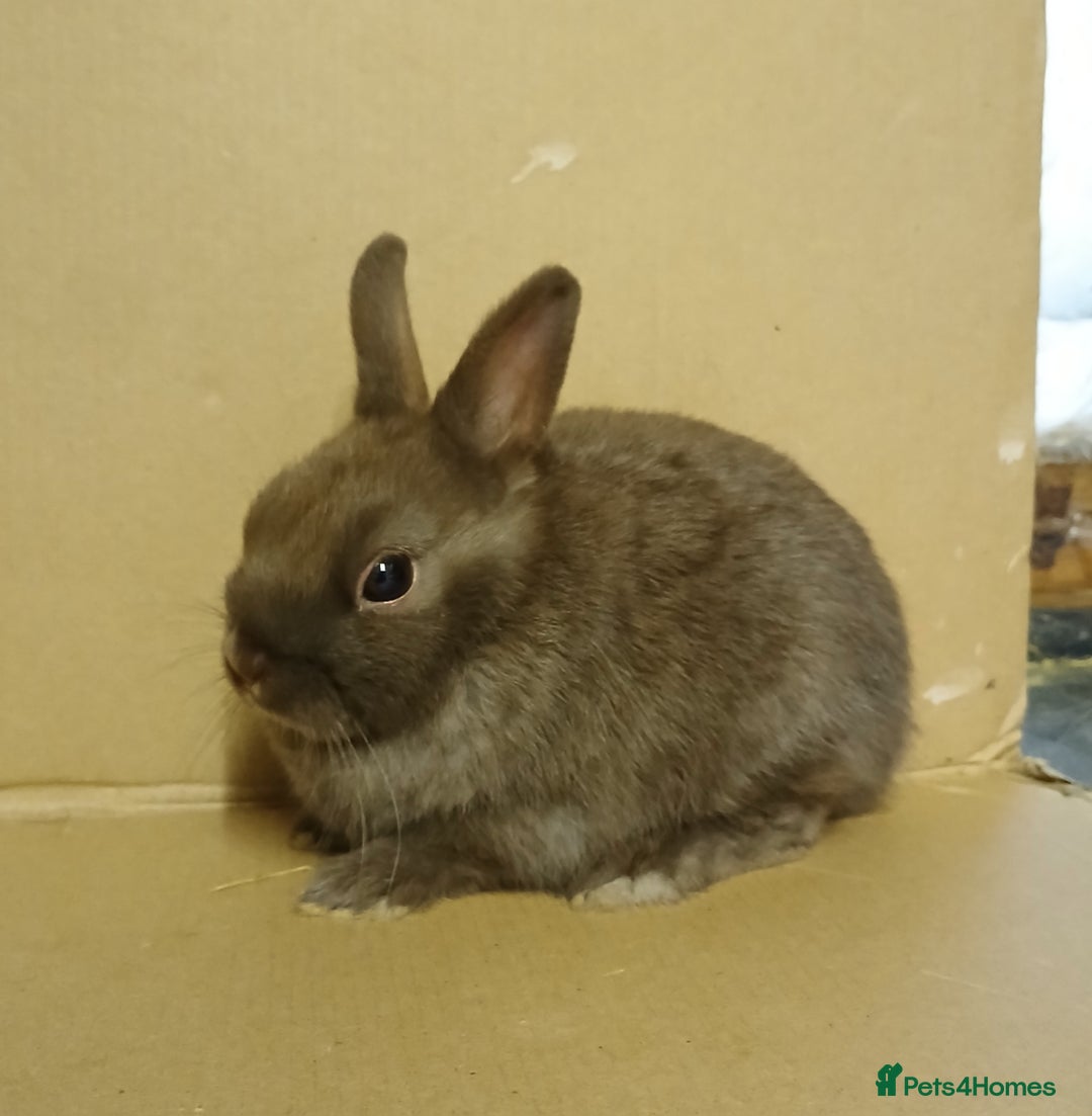 Netherland Dwarf rabbits for sale: Chocolate Netherland Dwarf pet buck for sale - Image 1