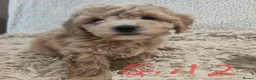 Cockapoo dogs for sale: Toy/mini Cockapoo f1b puppies  in Omagh - Advert 7