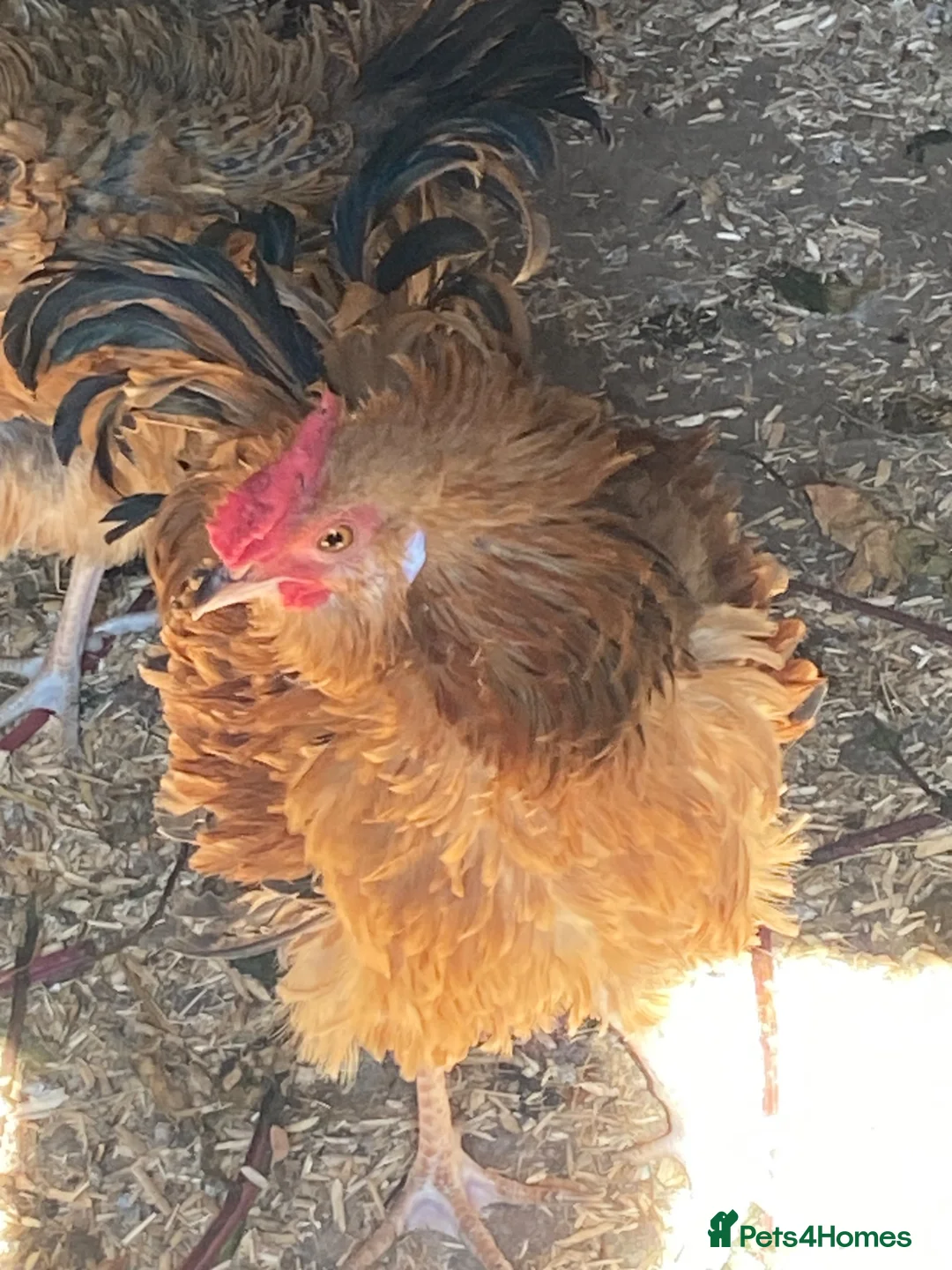 Mixed Breed birds for sale: Male chickens  - Advert 4