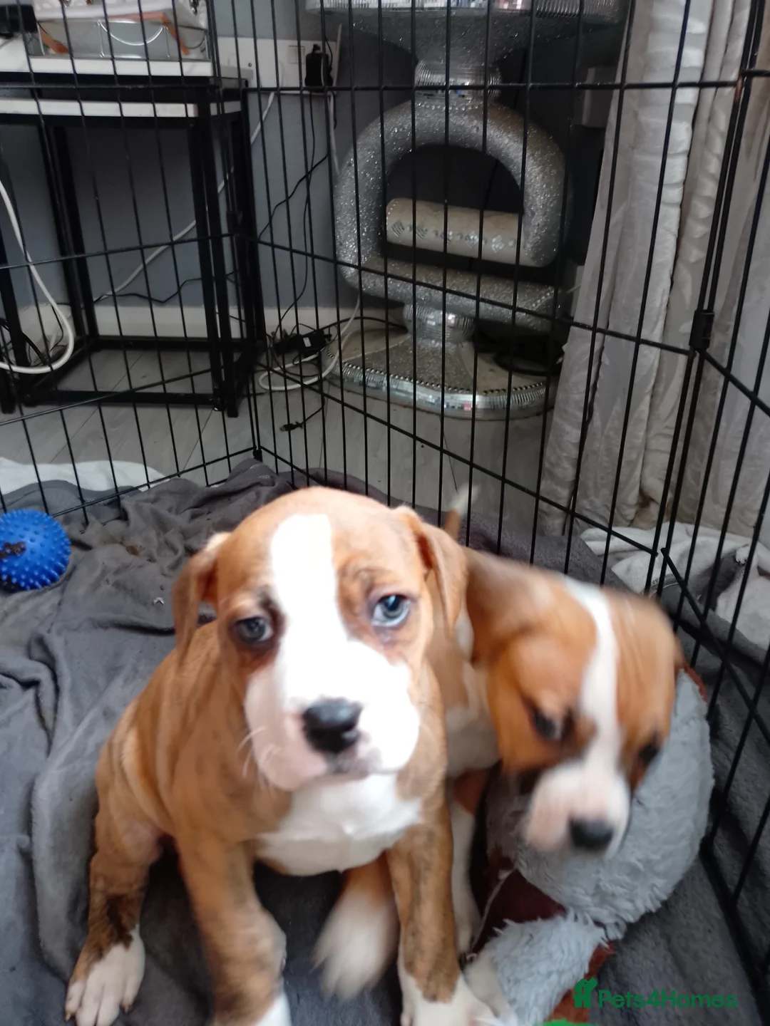 American Bulldog dogs for sale: American bulldogs - Advert 1