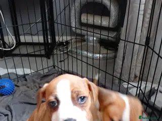 American Bulldog dogs American bulldogs - Advert 6