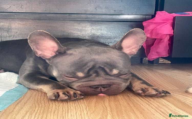 French Bulldog dogs - Advert 2