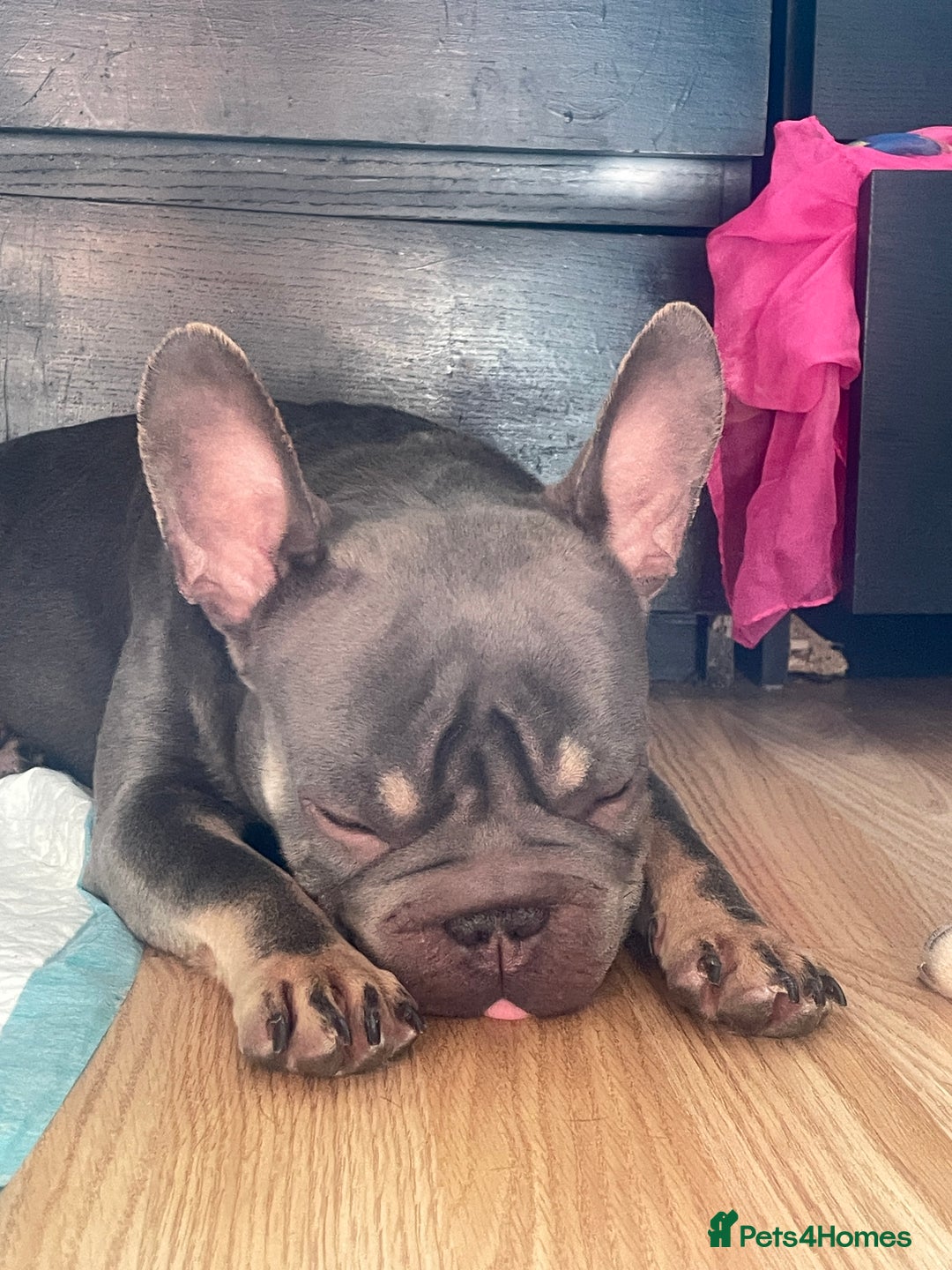French Bulldog dogs for sale: Beautiful Grey Isabella coat french bulldog - Image 1