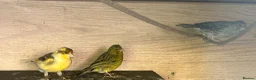 Canaries birds for sale: Canary - Advert 6