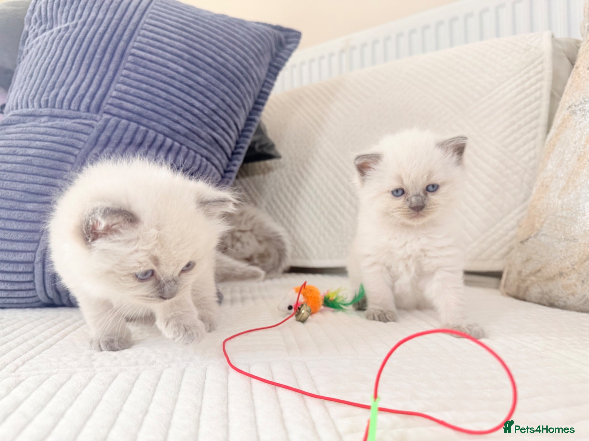 Ragdoll cats 3 Blue Point Kittens for sale - All Boys!! - Advert 1