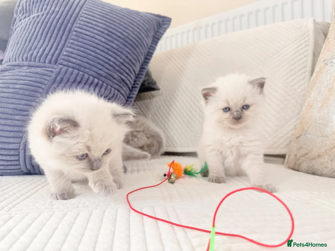 Ragdoll cats for sale: 3 Blue Point Kittens for sale - All Boys!! - Advert 1