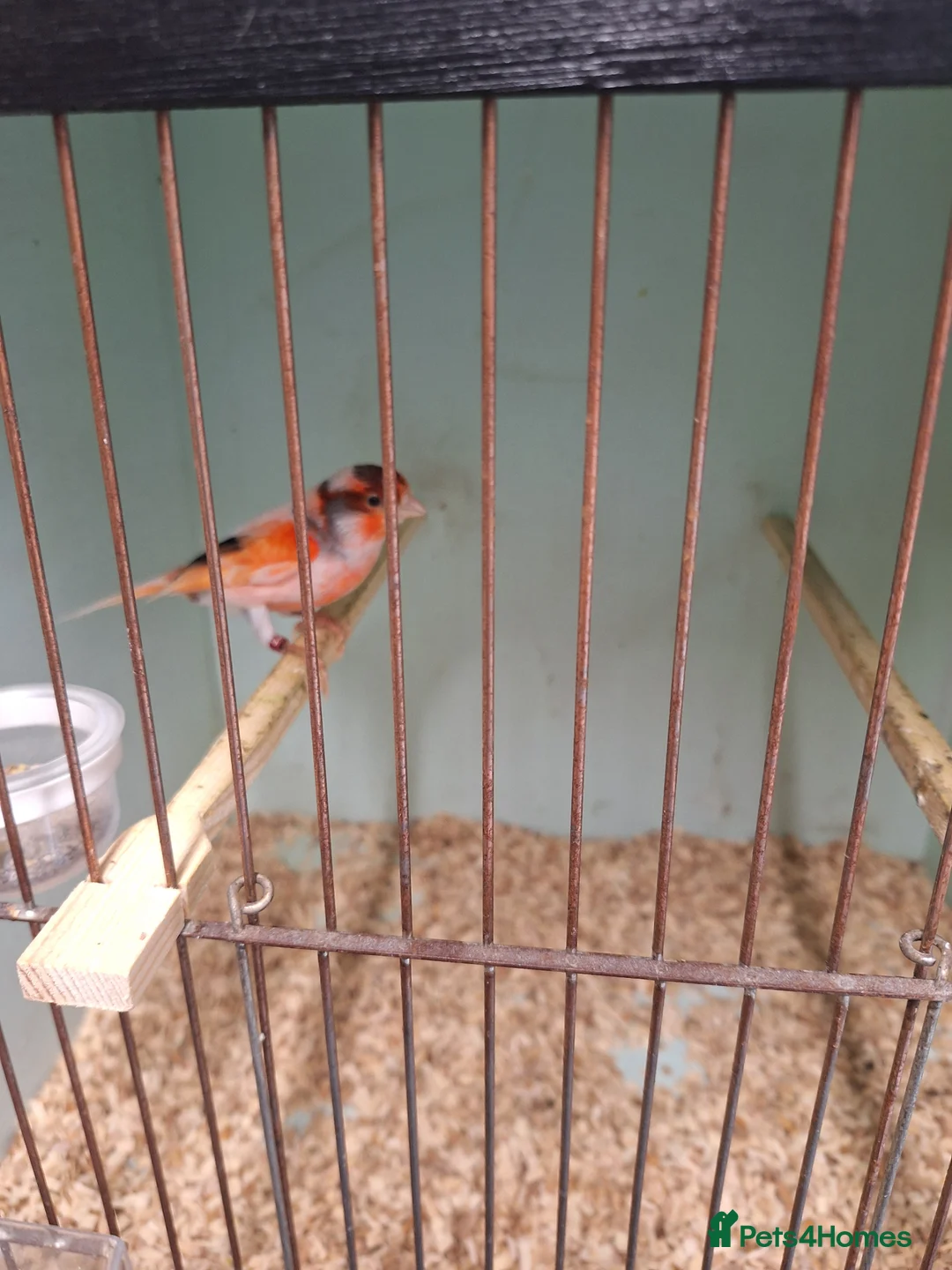 Canaries birds for sale: Harley quin - Advert 3