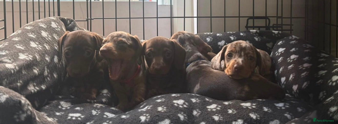 Miniature Dachshund dogs Beautiful pups from an experienced home  - Advert 2