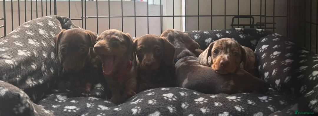 Miniature Dachshund dogs for sale: Reduced !! 4 beautiful pups 2 dapple 2 chocolate  - Advert 2