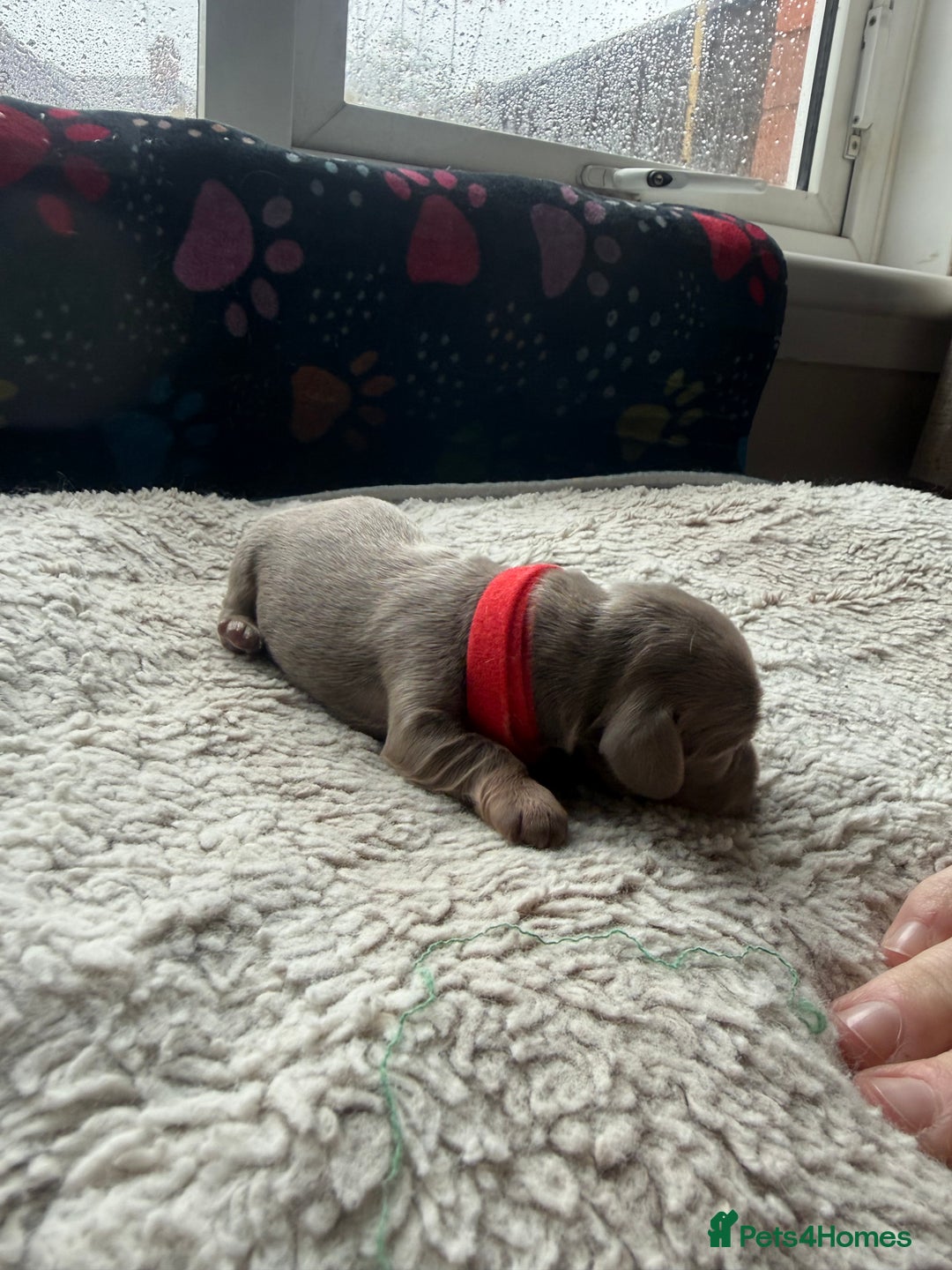 Miniature Dachshund dogs for sale: Miniature daschund - Advert 6