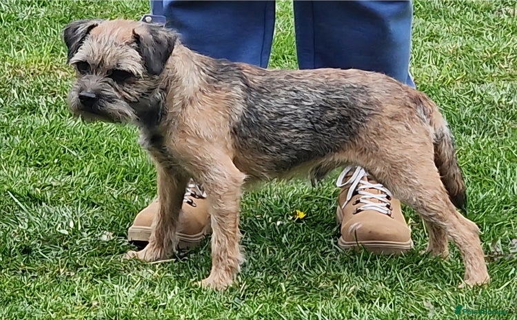Border Terrier dogs - Advert 1