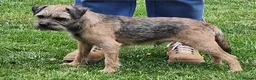 Border Terrier dogs for stud: We have 3 wonderful proven stud dogs. - Advert 1