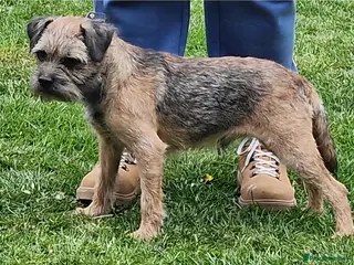 Border Terrier dogs We have 3 wonderful proven stud dogs. - Advert 3