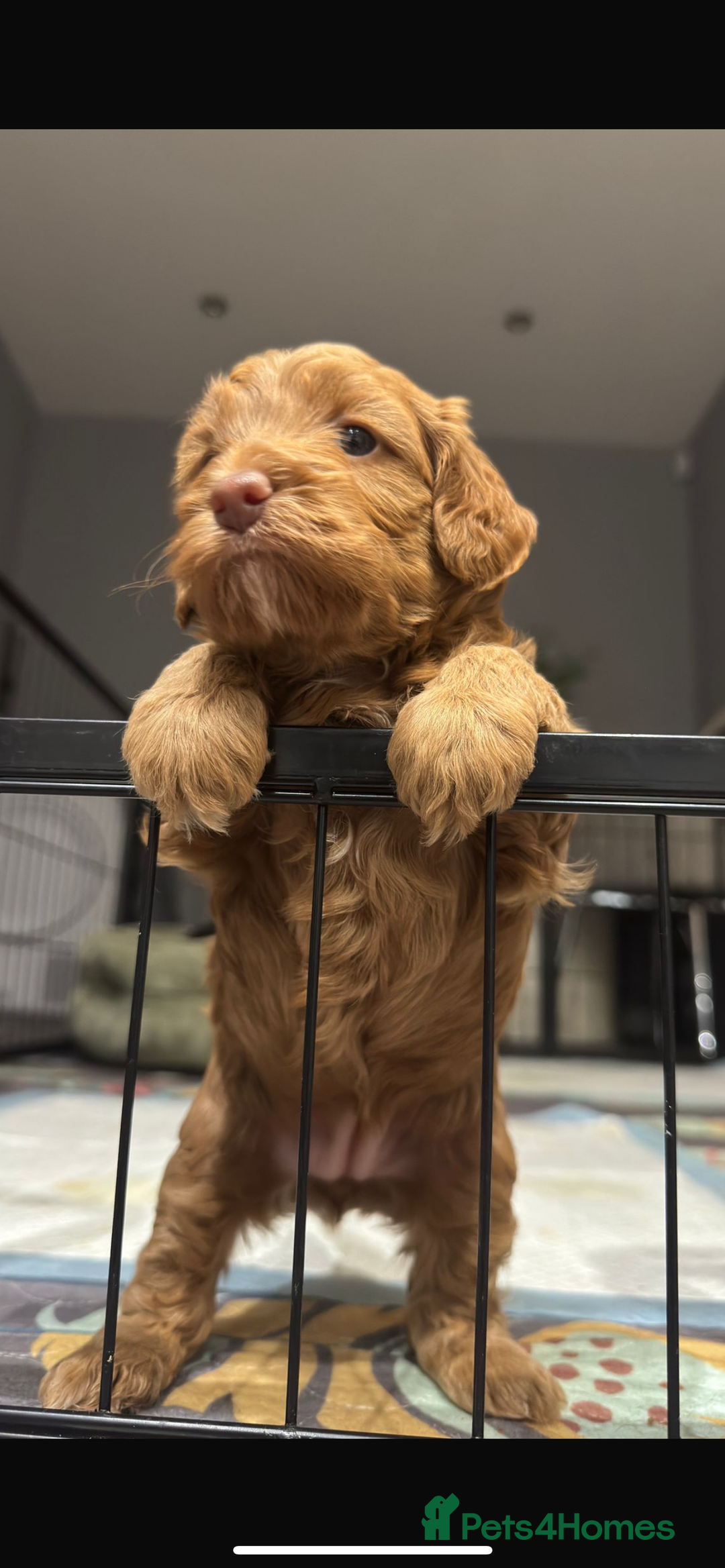 Cockapoo dogs for sale: STUNNING F2 cockapoo puppies for sale  - Advert 7