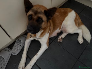 Mixed Breed dogs Akita x Rottweiler - Advert 8