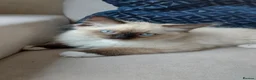 Ragdoll cats for sale: ONLY 2 LEFT Stunning Ragamese Kittens - Advert 24