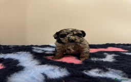Cavapoo dogs for sale: 7 beautiful cavapoos  - Image 11