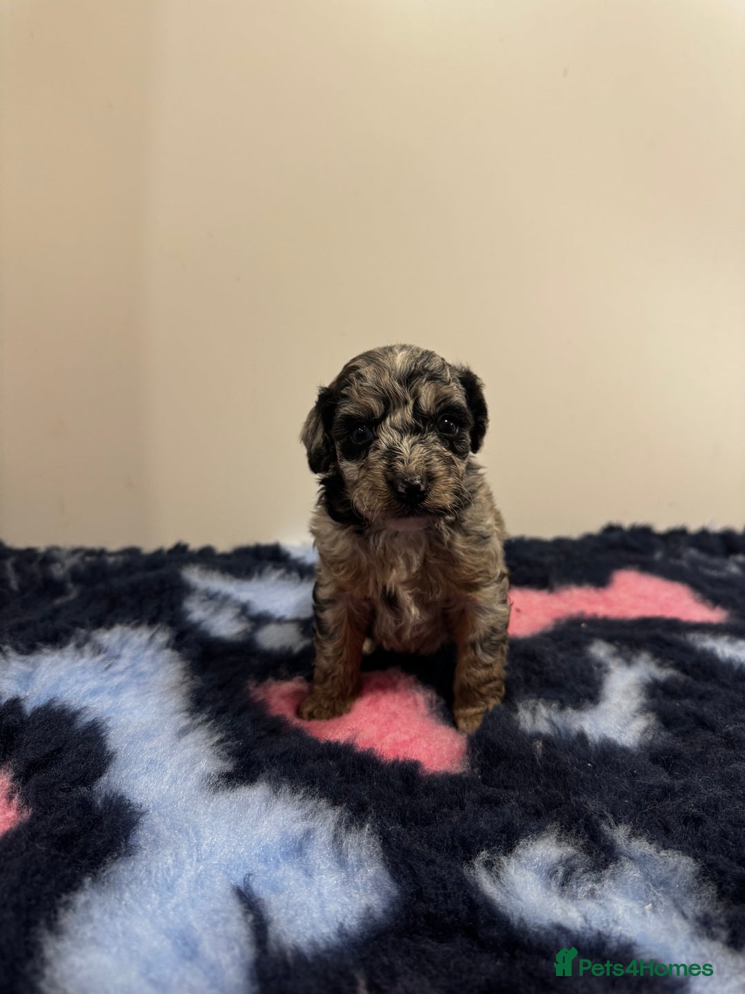 Cavapoo dogs for sale: 7 beautiful cavapoos  - Image 11