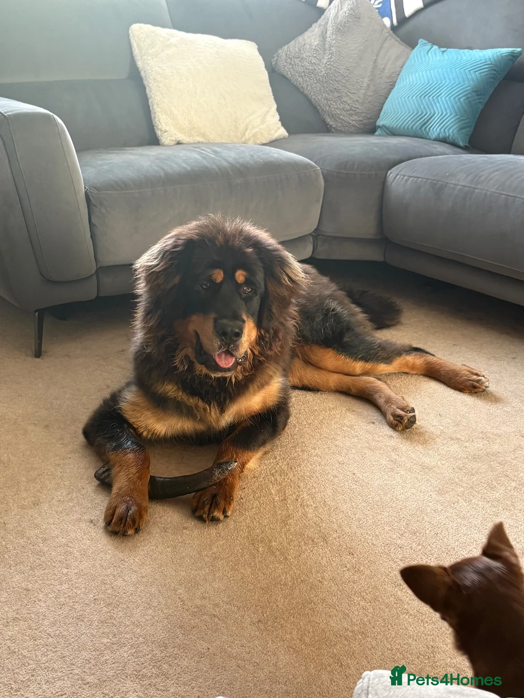 Tibetan Mastiff dogs for sale: Brenda needs a home  in Ashford - Advert 2