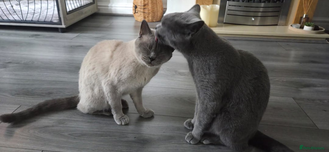 British Shorthair cats for sale: British Shorthair Cats for sale - Image 16