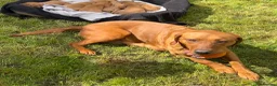 Labrador Retriever dogs for sale: Beautiful fox red Labrador pups in Ryton - Advert 2
