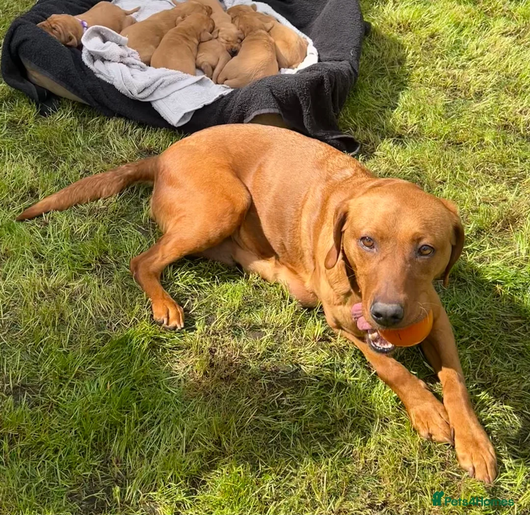 Labrador Retriever dogs for sale: Beautiful fox red Labrador pups in Ryton - Advert 2