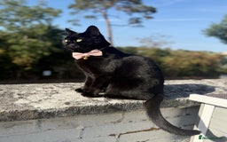 British Shorthair cats for sale: Female cat looking for loving home  - Image 4