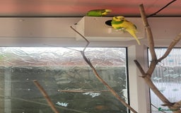 Budgerigars birds for sale: Budgies  - Image 1