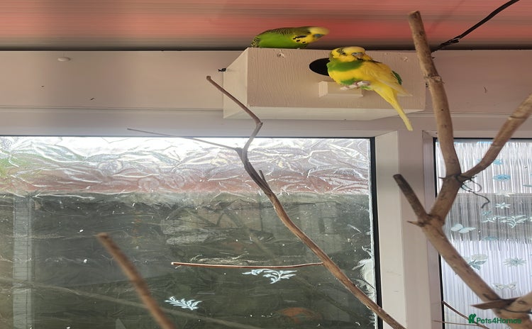 Budgerigars birds - Advert 12