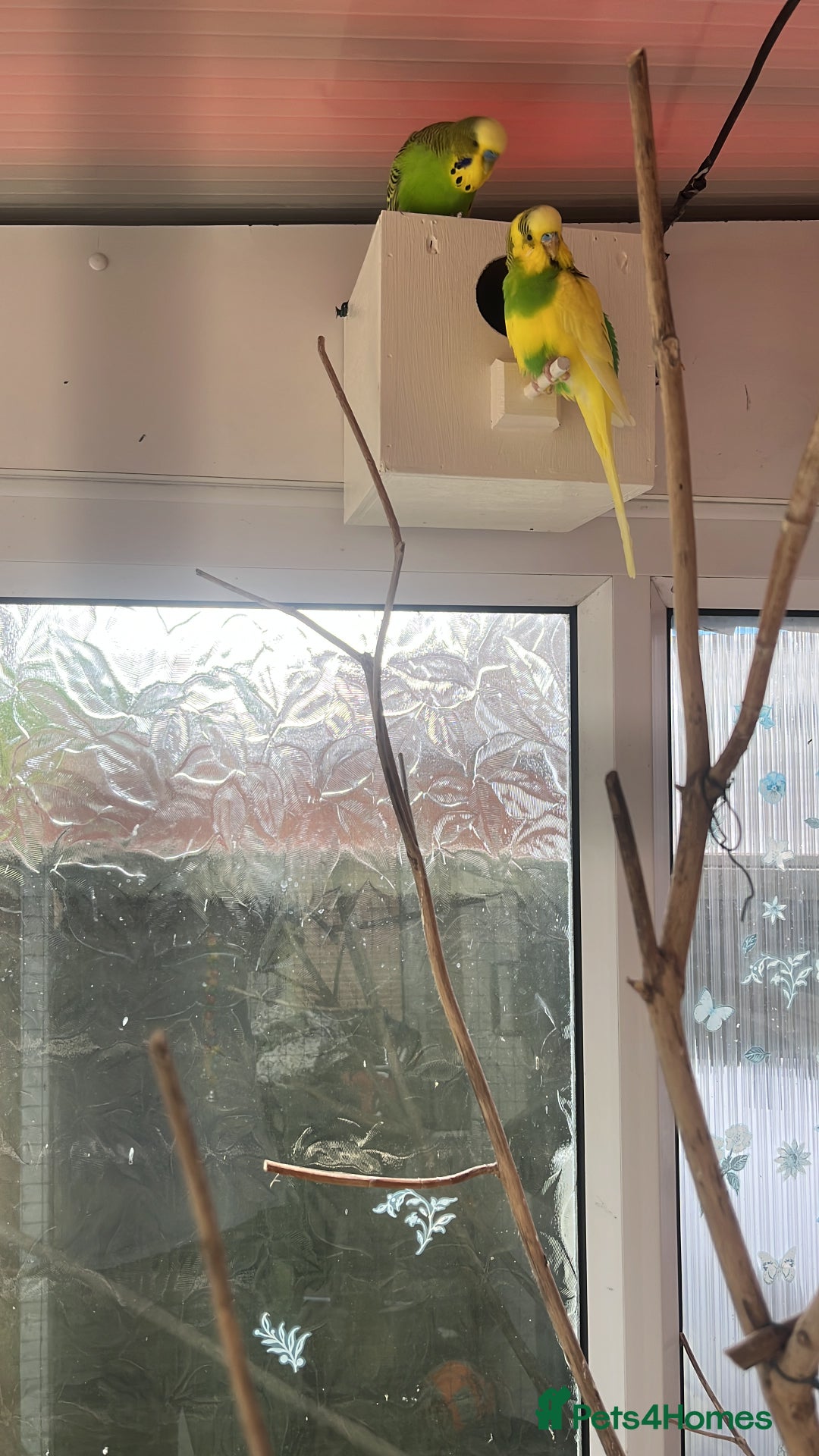 Budgerigars birds for sale: Budgies  - Image 1