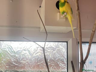 Budgerigars birds Budgies - Advert 12