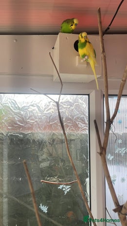 Budgerigars birds - Advert 8