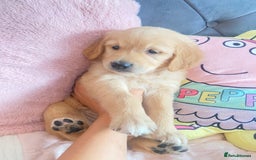 Golden Retriever dogs for sale: Beautiful KC golden pups ready to leave 🥰🥰🏡 - Image 13