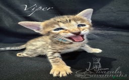 Savannah cats for sale: Exceptional Quality Tica Registr. Savannah Kittens - Image 7