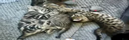 Mixed Breed cats for sale: 3 Bengal cross kittens for sale - Advert 5