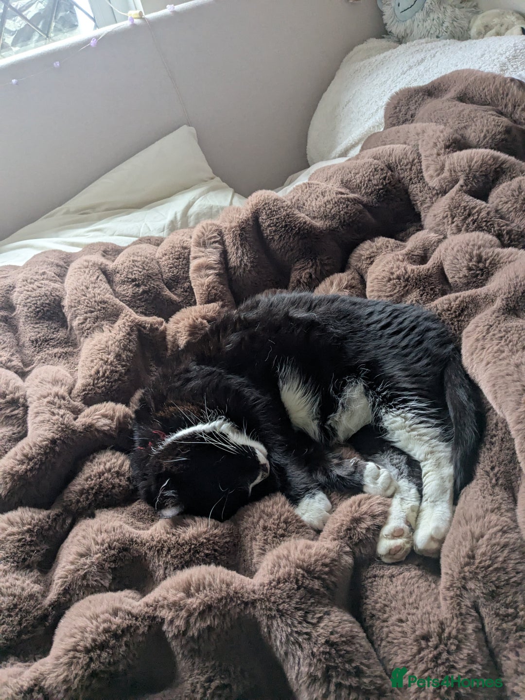 American Shorthair cats for sale: Conker - 15 year old  - Image 6