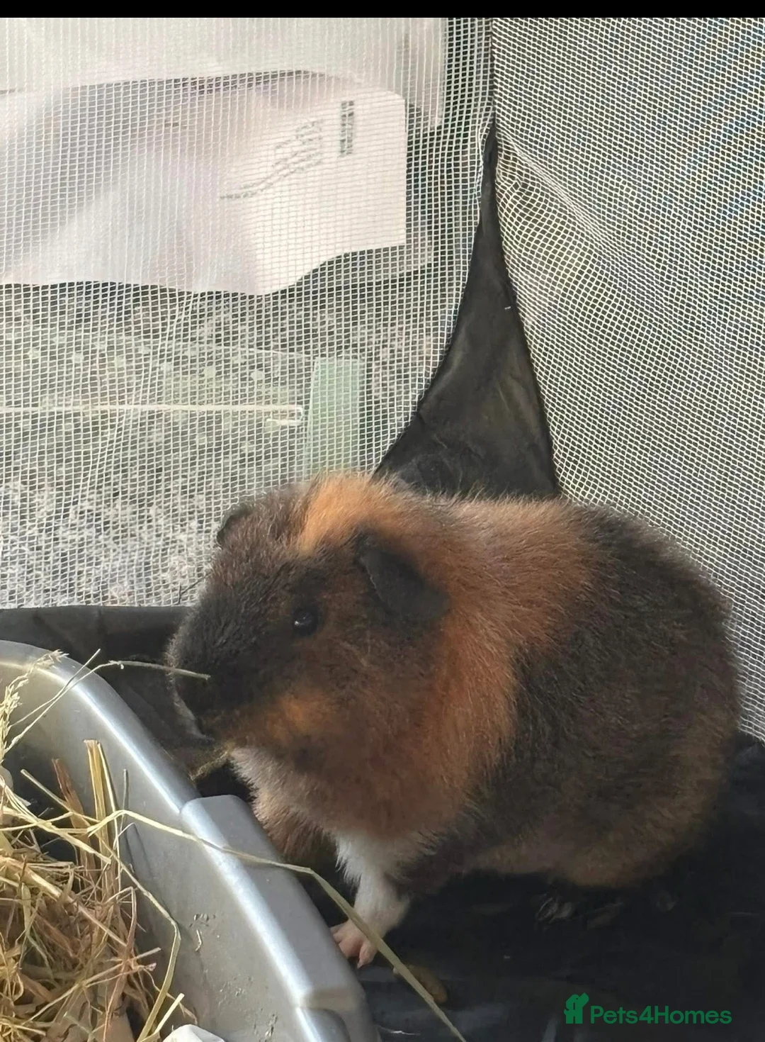 Guinea Pig rodents for sale: 4 month old Male guinea pig. need home immediately in Horsham - Advert 2