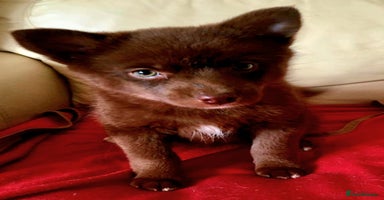 Pomsky dogs - Advert 15