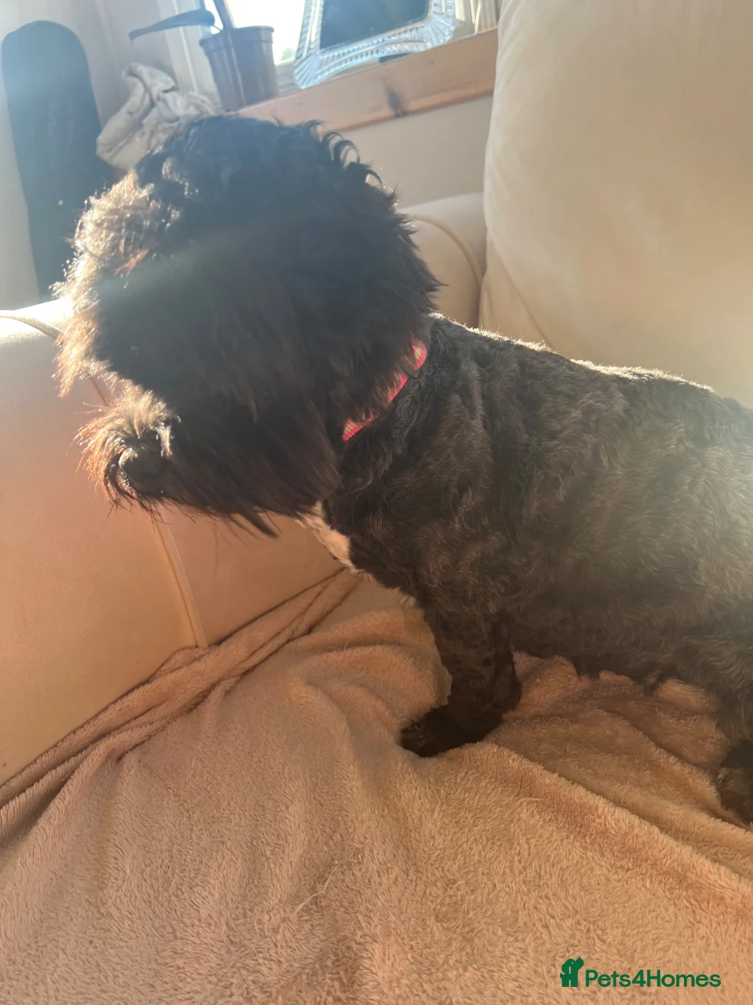 Shihpoo dogs for sale: Gorgeous f1 Shih poo puppies - Advert 8