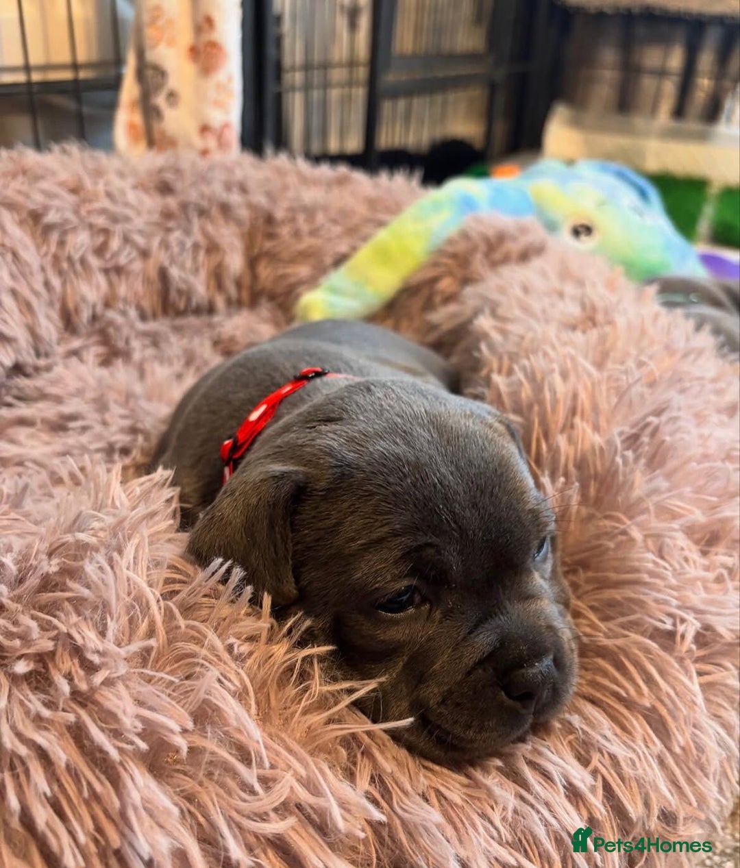 Staffordshire Bull Terrier dogs for sale: KC blue Staffordshire bull terrier puppies  - Advert 14