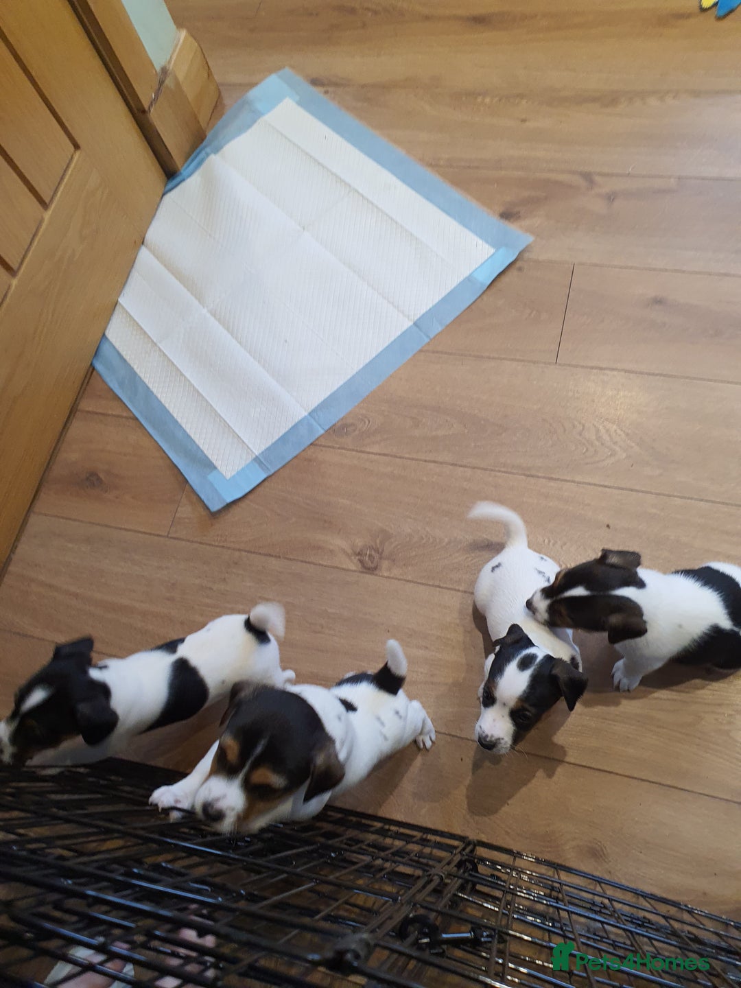 Jack Russell dogs for sale: Stunning Jack Russell Puppies  - Image 7