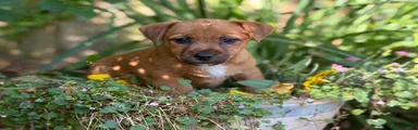 Mixed Breed 1