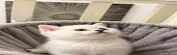 British Shorthair cats for sale: Rare Silver British Shorthair Chinchilla Kittens in Wishaw - Advert 12