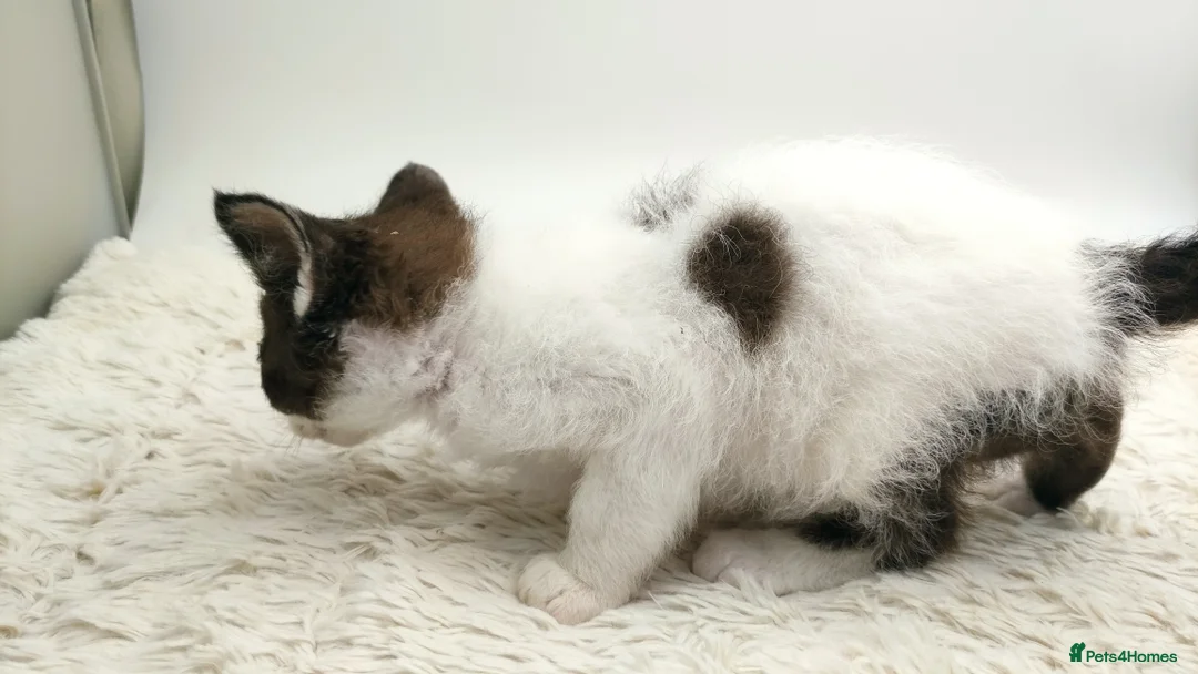 LaPerm cats for sale: Curly LaPerm kittens GCCF reg  - Advert 19