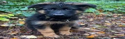 German Shepherd dogs for sale: Enzo  - Advert 5