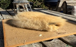Guinea Pig rodents for sale: Pure bred California & Swiss guineapigs  - Image 27