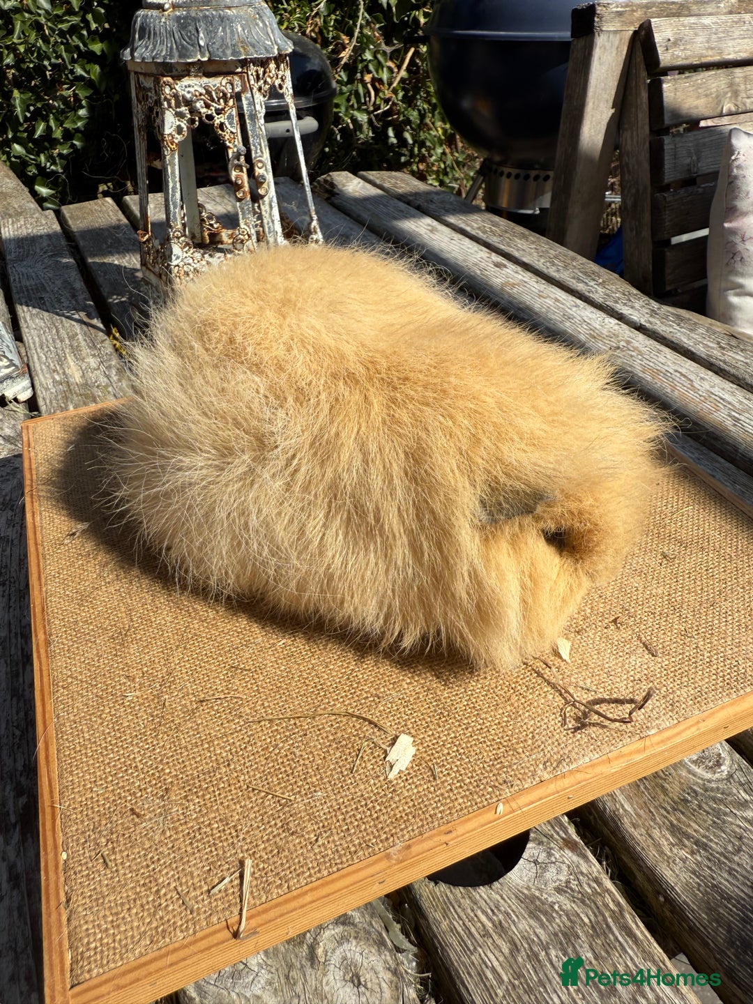 Guinea Pig rodents for sale: Pure bred California & Swiss guineapigs  - Image 27