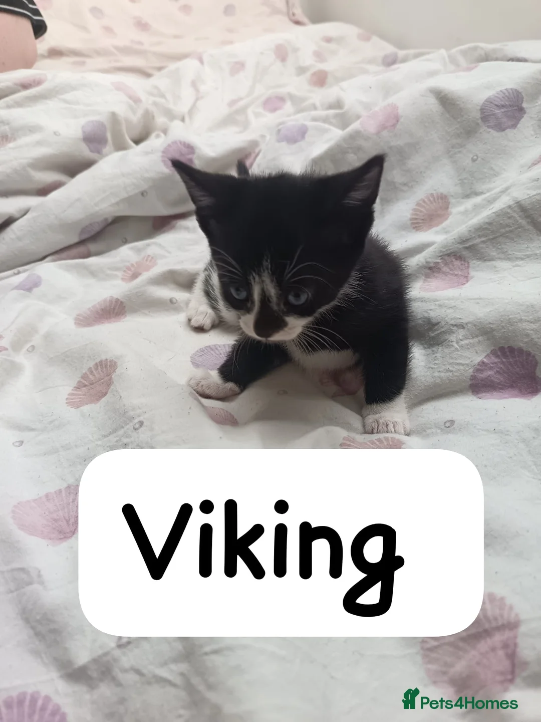 Mixed Breed cats for sale: 2 kittens available  - Advert 3