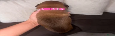 Chai (hot pink collar)